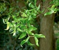 Salix Ural 1 KIERREPAJU